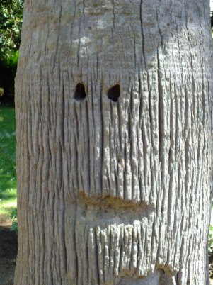 Friendly tree-face!