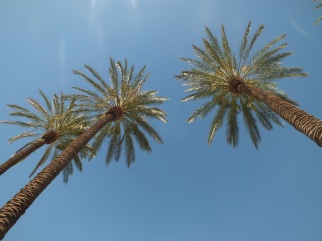 One of my favorite trees - the Palm tree!