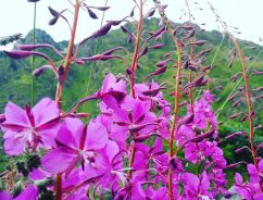 A typical flower in the summer named "Geitrams" (am. fireweed)
